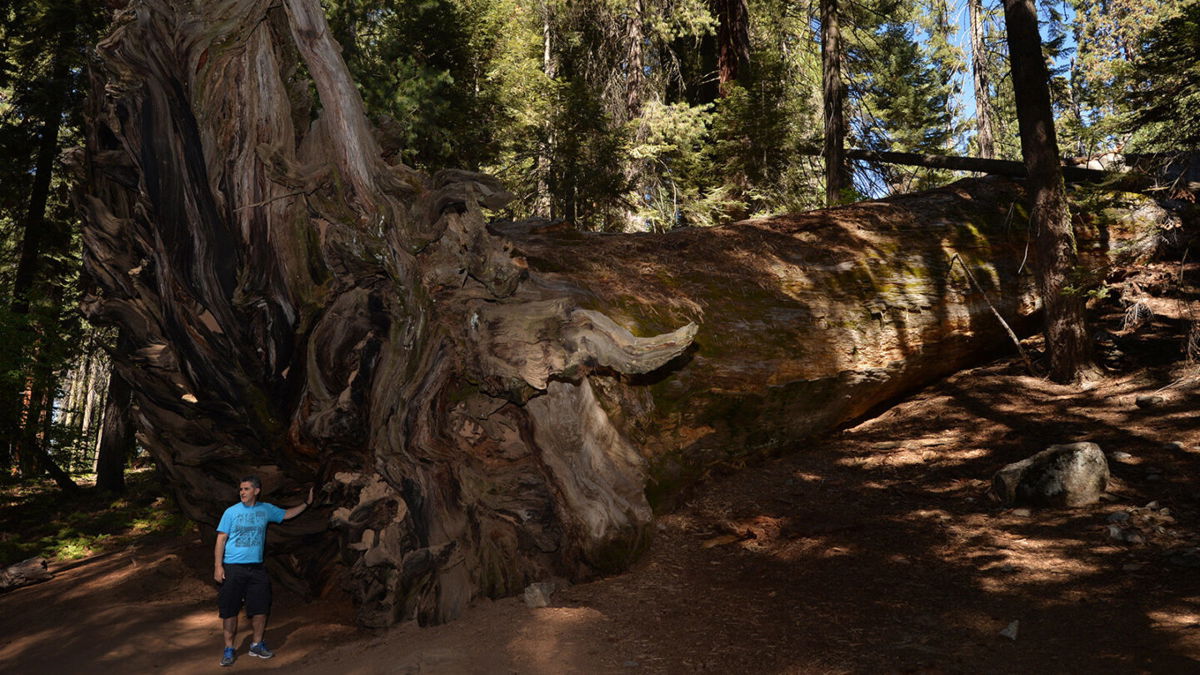<i>Mark Ralston/AFP/Getty Images</i><br/>A man stands beside the stump of a fallen giant at Sequoia & Kings Canyon National Parks. Scientists say the trees are under threat from a diminishing snowpack and rising temperatures.