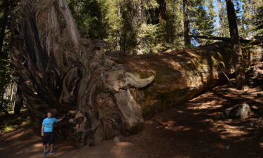 A man stands beside the stump of a fallen giant at Sequoia & Kings Canyon National Parks. Scientists say the trees are under threat from a diminishing snowpack and rising temperatures.