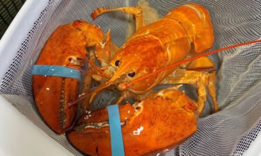 An extremely rare orange lobster found in a shipment to a Red Lobster restaurant has found a new home at Ripley's Aquarium.