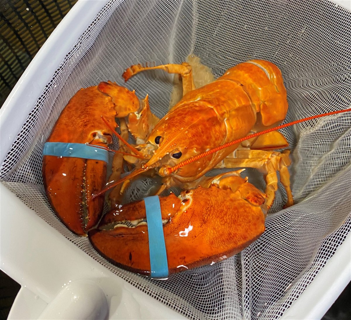 <i>Red Lobster</i><br/>An extremely rare orange lobster found in a shipment to a Red Lobster restaurant has found a new home at Ripley's Aquarium.