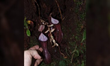 Scientists have discovered a carnivorous plant that grows prey-trapping contraptions underground