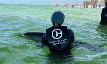 A young dolphin was rescued on June 20 after becoming tangled in a crab trap under a pier in Clearwater