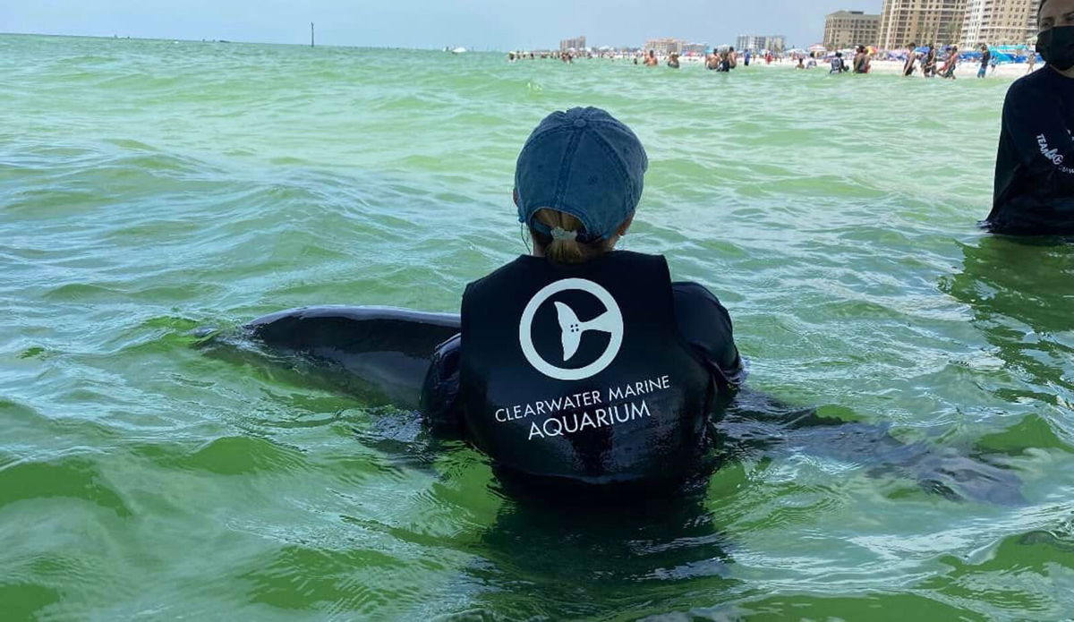 <i>Clearwater Marine Aquarium</i><br/>A young dolphin was rescued on June 20 after becoming tangled in a crab trap under a pier in Clearwater