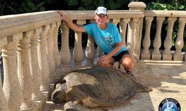 Rescuers heaved a massive sea turtle back into the ocean after it got stuck on a beachfront patio. Sea Turtle Preservation Society volunteer Cyndi Stinson kept the turtle cool with a little water.