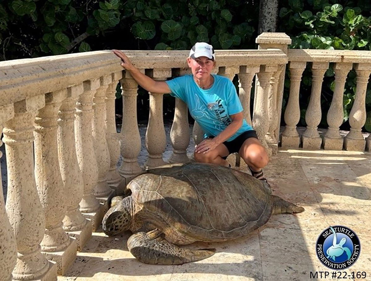 <i>Sea Turtle Preservation Society/Facebook</i><br/>Rescuers heaved a massive sea turtle back into the ocean after it got stuck on a beachfront patio. Sea Turtle Preservation Society volunteer Cyndi Stinson kept the turtle cool with a little water.