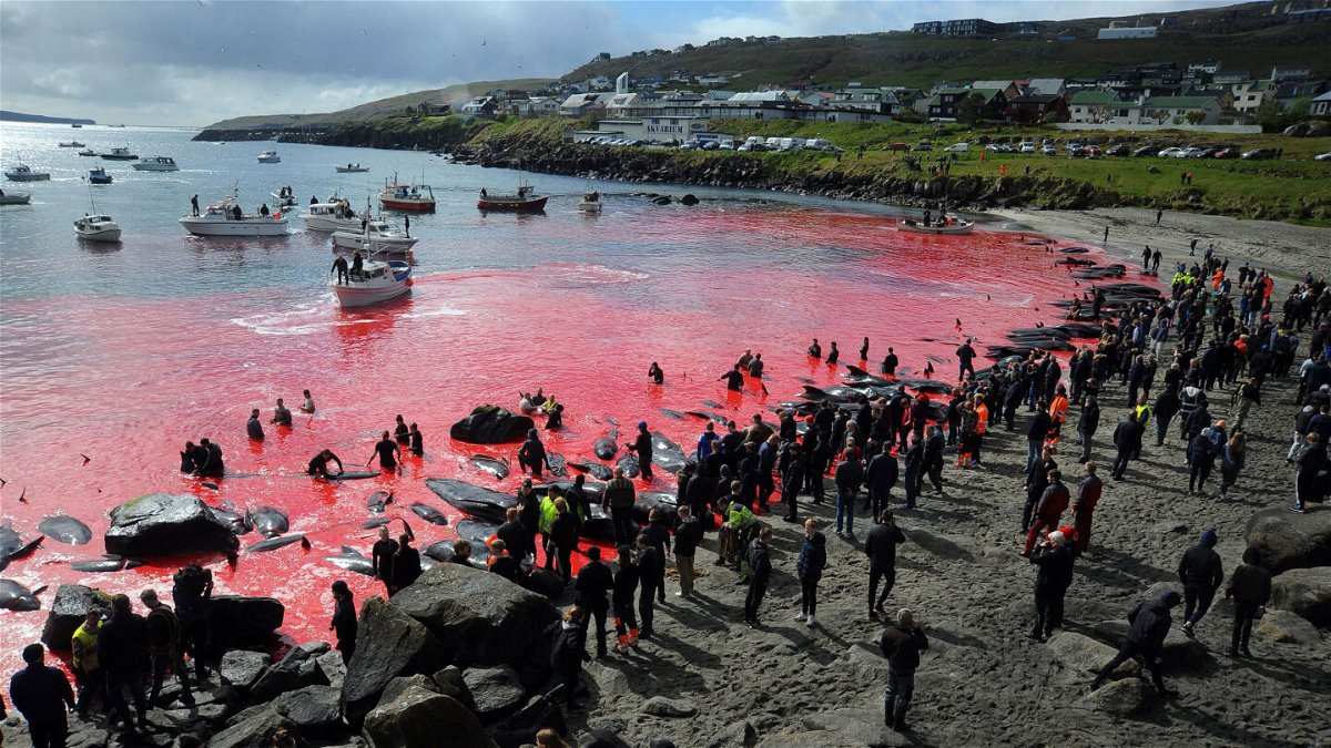 <i>Andrija Ilic/AFP via Getty Images</i><br/>People gather in front of the sea during a pilot whale hunt in Torshavn