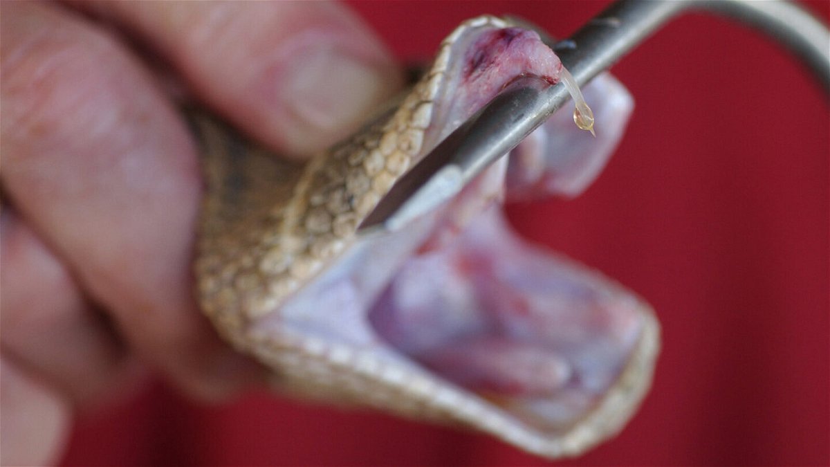 <i>Thad Allender/Lawrence Journal-World/AP</i><br/>A western diamondback rattlesnake is milked for venom at a rattlesnake roundup in Kansas.