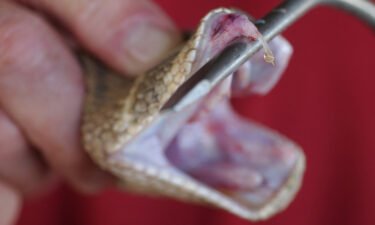 A western diamondback rattlesnake is milked for venom at a rattlesnake roundup in Kansas.