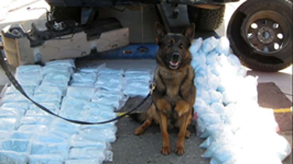 <i>CBP Public Affairs</i><br/>A U.S Border Patrol K-9 alerted agents to a vehicle they said was smuggling more than 200 pounds of fentanyl.