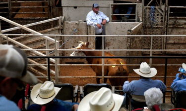 Buyers and sellers watch as cattle go through the sale barn arena at Abilene Livestock Auction on July 12 in Abilene