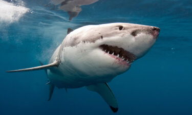 Discovery Channel's upcoming "Shark Week" will have some extra muscle. Dwayne "The Rock" Johnson will host this year