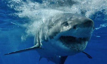A great white shark swims off Guadalupe Island in  Baja California