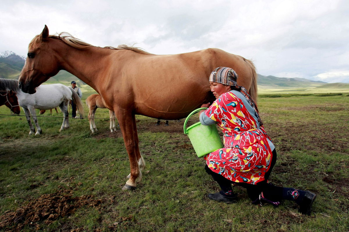 <i>Vladimir Pirogov/REUTERS</i><br/>A farmer milks a horse in the south of the Kyrgyz capital Bishkek in June 2011. Kyrgyzstan is seeking to attract more tourists by promoting its traditional kumis - fermented mare's milk.