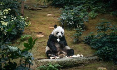 The world's oldest male giant panda under captivity