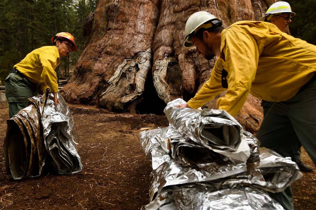 <i>Patrick T. Fallon/AFP/Getty Images</i><br/>NPS personnel fold up fire resistant aluminum and fiberglass blankets as they unwrap General Sherman.