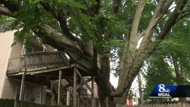 <i>WGAL</i><br/>he roots and branches are covering multiple buildings around Clinton