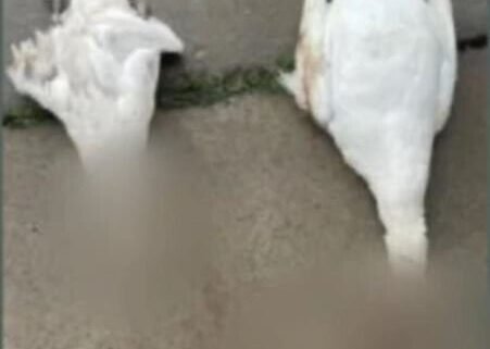 Genesee County Sheriff Chris Swanson announced their investigation of three swans found decapitated over the weekend has ended.The sheriff said Genesee county Prosecutor David Leyton will review the case.