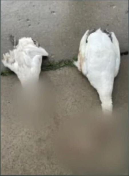 <i>Genesee County Sheriff/WNEM</i><br/>Genesee County Sheriff Chris Swanson announced their investigation of three swans found decapitated over the weekend has ended.The sheriff said Genesee county Prosecutor David Leyton will review the case.
