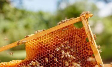 The health of honey bee colonies in Missouri