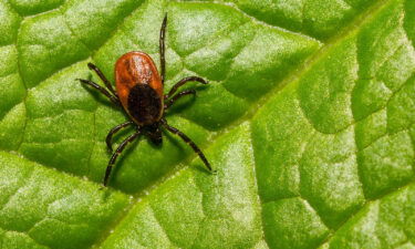 Vaccine maker Pfizer says it has begun Phase 3 clinical trial of its vaccine candidate against Lyme disease with French vaccine company Valneva SE. A black-legged tick