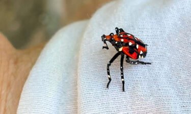 A spotted lanternfly is shown in an early developmental stage