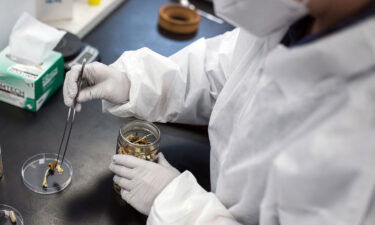 A laboratory researcher removes a psilocybin mushroom from a container. The psychedelic compound psilocybin