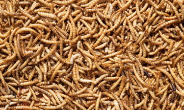 Mealworms cooked in sugar may be the perfect ingredient for carnivores and others looking for meaty