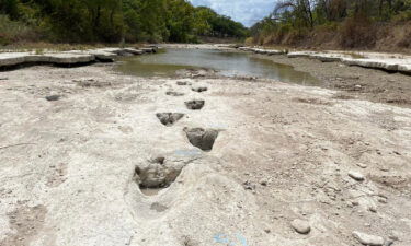 Dinosaur tracks dating from around 113 million years ago are pictured here.
