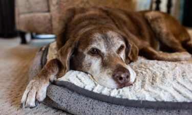 Doggie dementia risk rises each year after age 10 with older dogs with dementia losing their vest for play and suffering sleep issues a study finds.