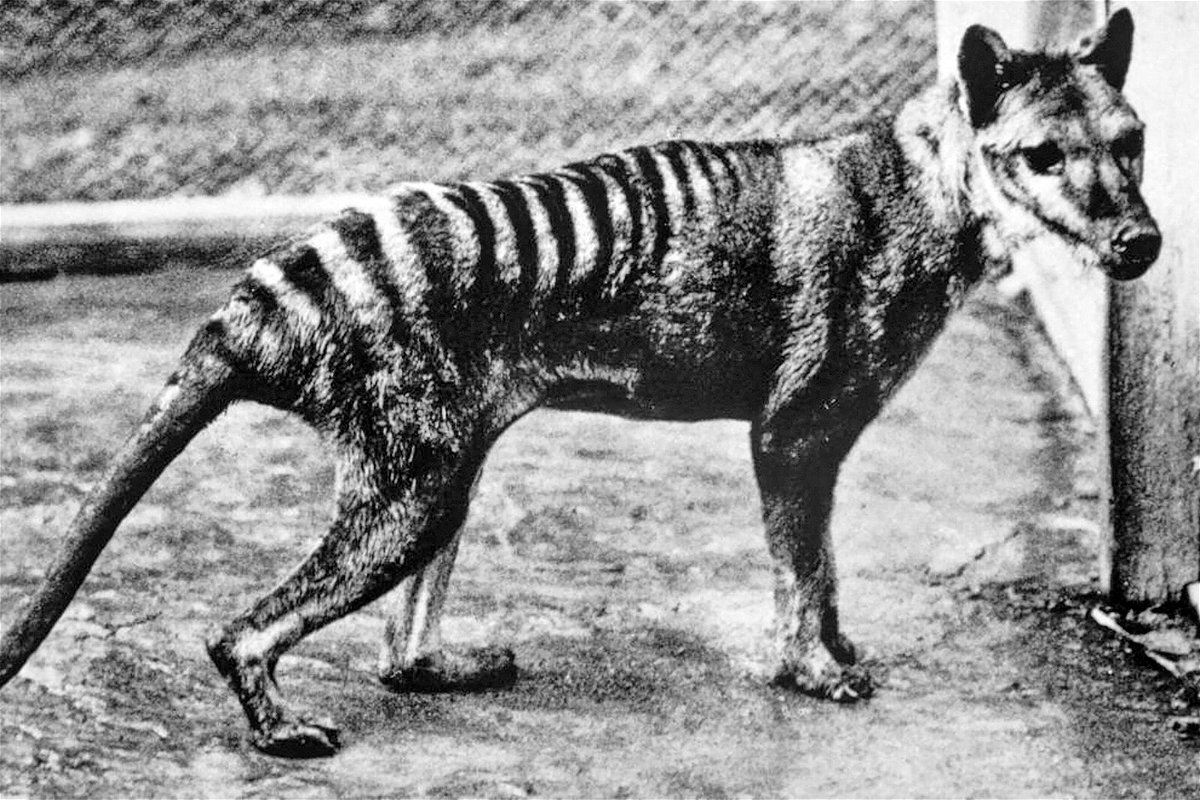 <i>Pictorial Press Ltd/Alamy Stock Photo</i><br/>A Tasmanian tiger is seen here at the Berlin Zoo in 1933. Almost 100 years after its extinction