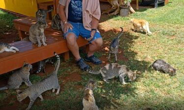 Lana'i Cat Sanctuary hopes for more visitors to help its budget.