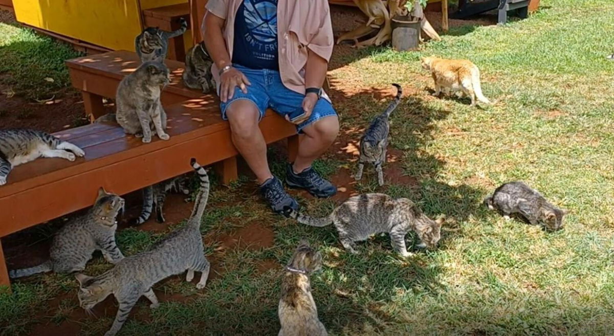 <i>Diane Ako/KITV</i><br/>Lana'i Cat Sanctuary hopes for more visitors to help its budget.