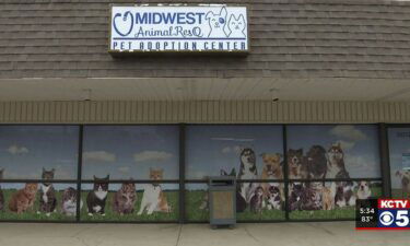 Three American Bullies were stolen from an animal shelter in Raytown.