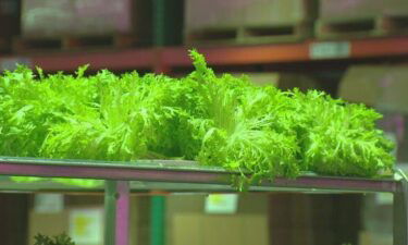 Harvested lettuce at Kalera's vertical farming facility.