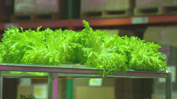 <i>KCNC</i><br/>Harvested lettuce at Kalera's vertical farming facility.