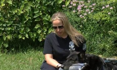 Retired St. Francis Police K-9 Bane and his handler Detective Holly McManus are navigating a disease causing Bane's body to slowly break down.