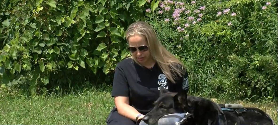<i>WDJT</i><br/>Retired St. Francis Police K-9 Bane and his handler Detective Holly McManus are navigating a disease causing Bane's body to slowly break down.