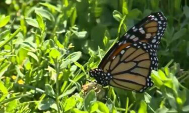 A Cambridge program aims to help the beloved monarch butterflies spread their wings.