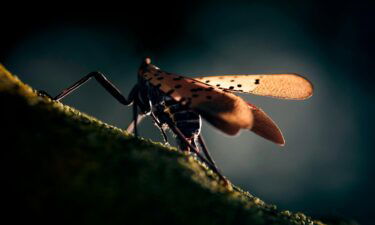 A spotted lanternfly sits on a tree limb. A droplet of sap can be seen glistening at the end of its long piercing mouthpart it uses to feed on the sap of a tree.