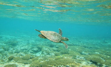 A Hawksbill sea turtle is seen swimming in 2012 at Lady Elliot Island