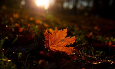 Leaves are withering and falling from trees earlier this year