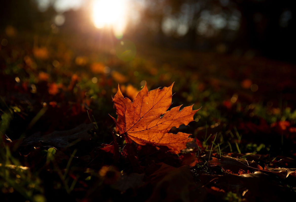 <i>Derek Davis/Portland Press/Getty Images</i><br/>Leaves are withering and falling from trees earlier this year