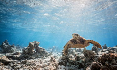 Turtle swims above seabed on 6th February in Vakkuru Maldives.