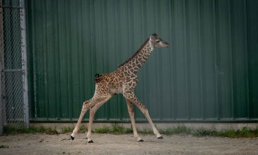 The unnamed baby giraffe was born on August 31 at the Columbus Zoo in Ohio.
