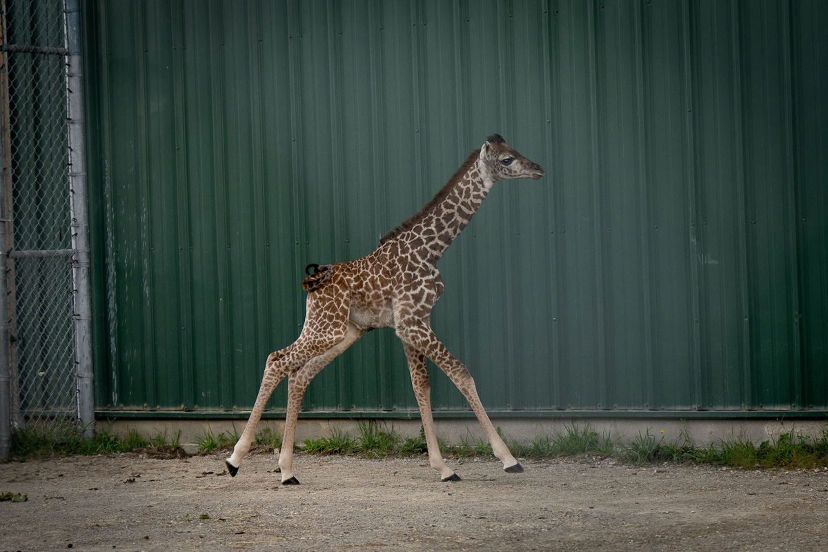 <i>Amanda Carberry/Columbus Zoo and Aquarium</i><br/>The unnamed baby giraffe was born on August 31 at the Columbus Zoo in Ohio.