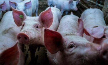 Pigs are pictured in a factory farm in Germany.