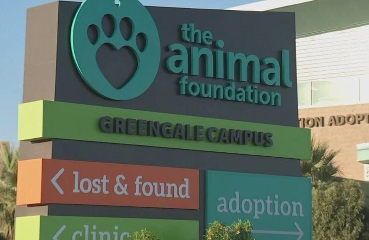 <i>KVVU</i><br/>Eleven dogs at the Animal Foundation have tested positive for Canine Pneumovirus with 40 dogs showing respiratory illness symptoms