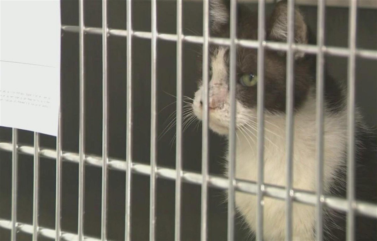 Dozens of cats rescued from deplorable conditions at Florida home,  officials say - ABC17NEWS