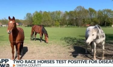 The Washington State Department of Agriculture is urging racehorse owners to check their horses for equine infectious anemia after two racehorses tested positive for the disease in Yakima County.