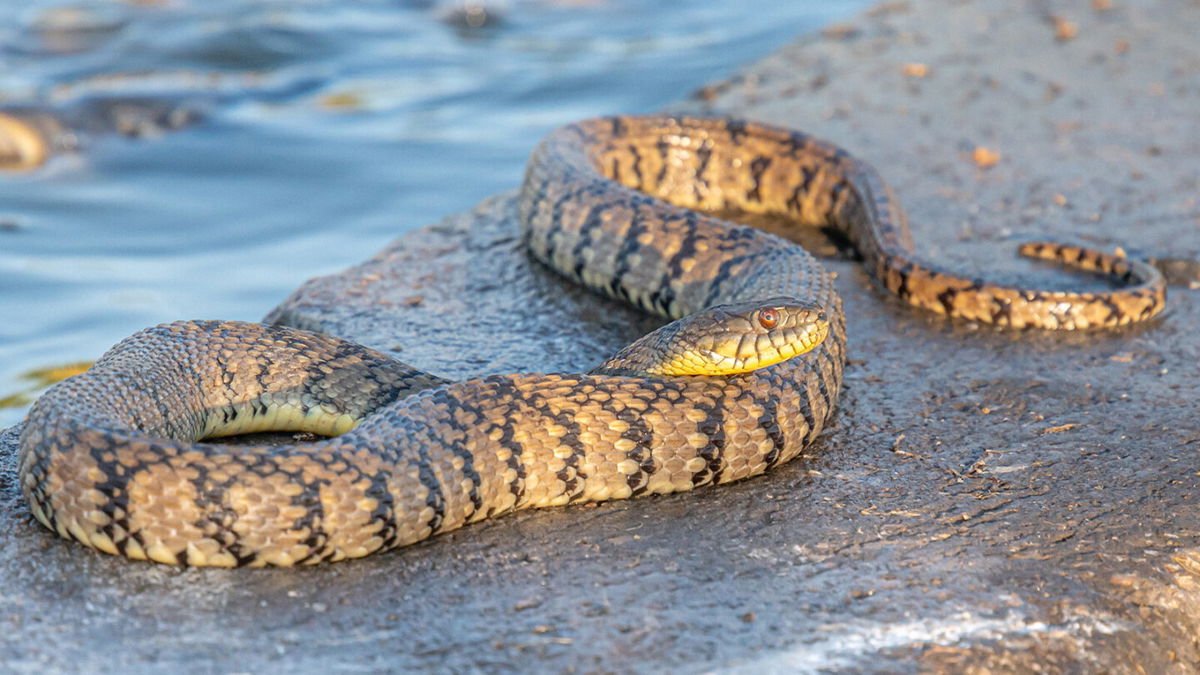 <i>Riverwalker/Adobe Stock</i><br/>A large Diamondback Water Snake basking on a concrete slab adjacent to a water control structure in a Kansas wetland.